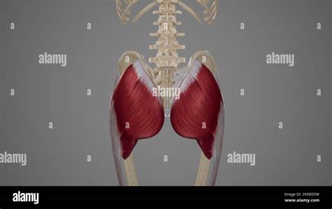 Gluteofemoral Bursa Hi Res Stock Photography And Images Alamy