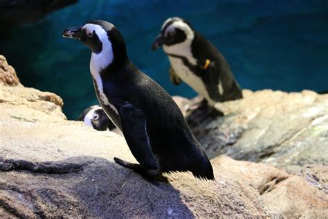 Penguin Exhibit New England Aquarium