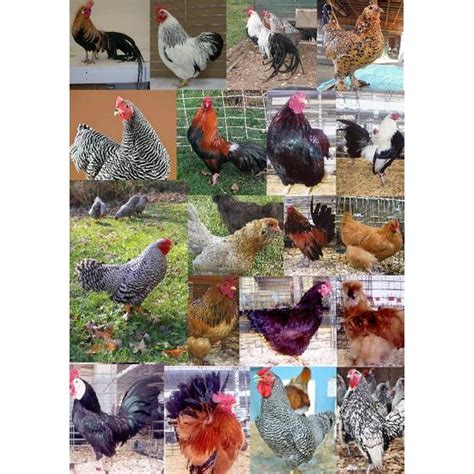 cackle hatchery assorted bantam chickens straight run male and female 1293 blain s farm