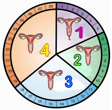 Kitaran haid adalah julat hari dari hari pertama haid hingga hari pertama haid yang akan datang. Fahami 4 Fasa Kitaran Haid & 5 Sebab Kenapa Wanita Kena ...