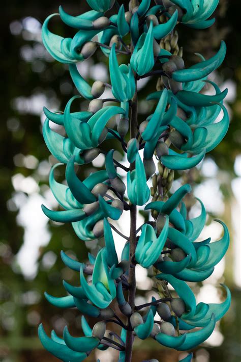 Flor de Jade Una exótica decoración celestial que puede disfrutar en