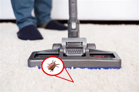 Carpet Dust Mite Control Singapore Rug Cleaning