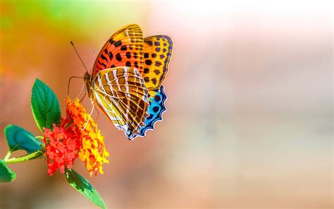 1767 Colorful Butterfly Wallpaper On Flower Rare Gallery Hd Wallpapers