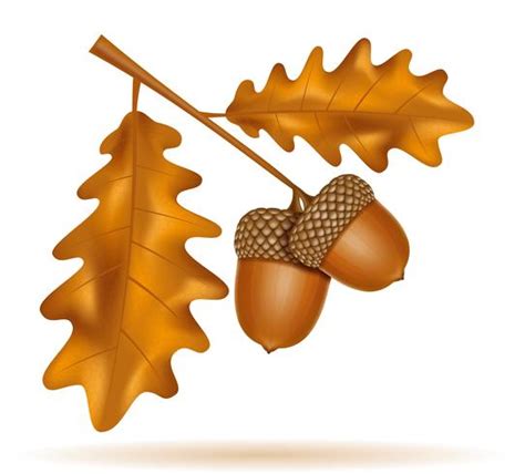 Autumn Oak Acorns With Leaves Vector Illustration 515712 Vector Art At