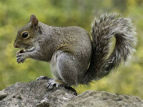Top 20 Facts About Squirrels Species Behavior Food And More