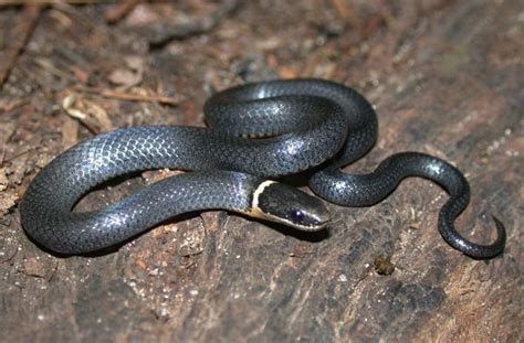 What Is The Scientific Name Of The Brown Tree Snake Quora