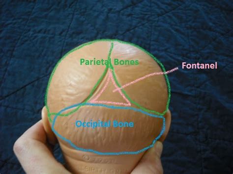 In order to be light, the skull is made up by flat and irregular bones, and has hollow spaces called the sinuses. Natural Birth In Kitsap: Optimal Fetal Positioning, Part 2 - The Fetal Head