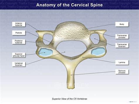 Transverse Foramen Of Cervical Vertebrae