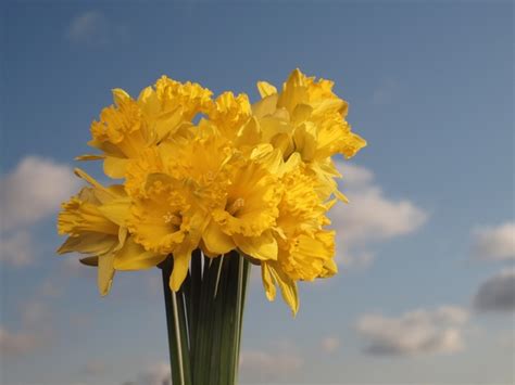 Daffodil Free Stock Photos Rgbstock Free Stock Images