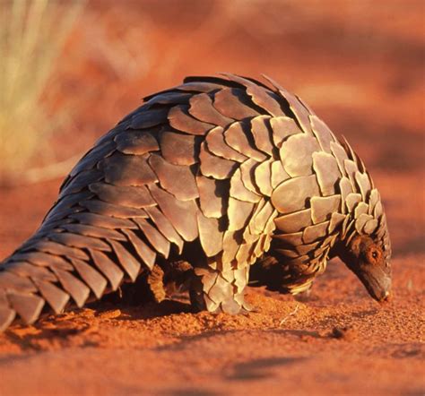These mammals eat ants and termites using an extraordinarily long, sticky tongue, and are able to quickly roll themselves up into a tight ball when they feel threatened. Two in court for possession of live pangolin | Zambian Eye