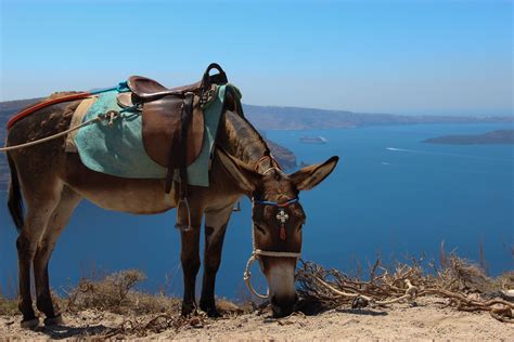 Free Stock Photo Of Saddled Donkey Grazing Near Cliff