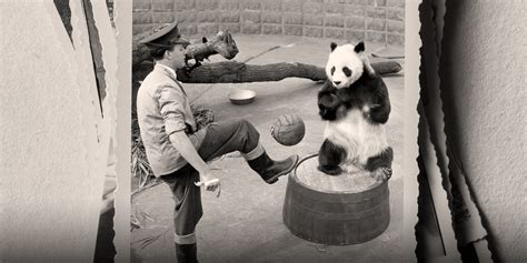 The Wild And Wooly History Of Chinas Panda Diplomacy