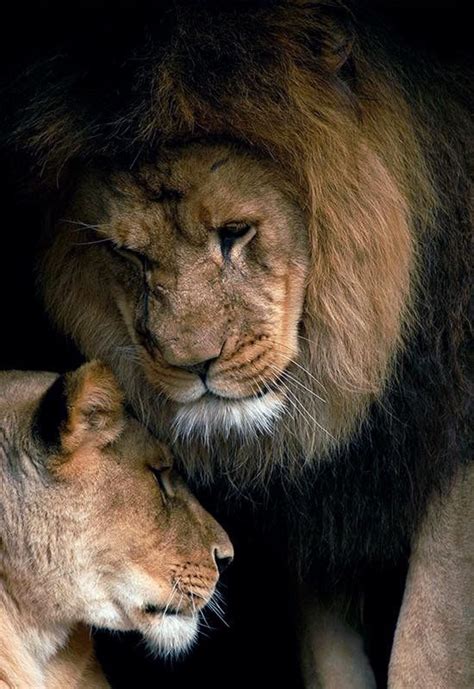 Lion Couple 🦁 Beautiful Cats Animals Beautiful Animals And Pets Cute