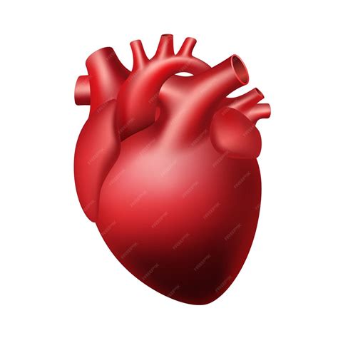 Estructura Realista De La Anatomía Del Corazón Corazón Anatómicamente