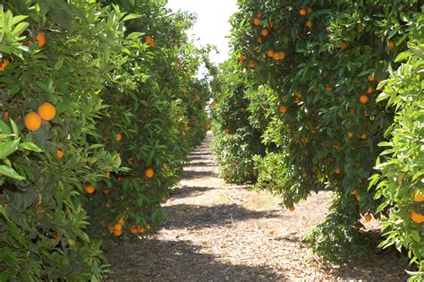 Orange Orchards In The Interior Valley