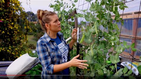 When To Plant Sugar Snap Peas Youtube