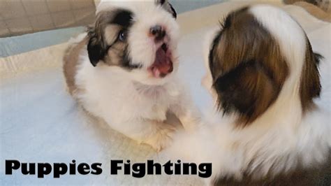 Shih Tzu Puppies Playing And Fighting Youtube