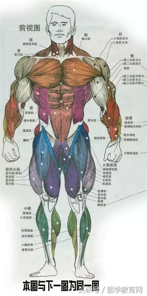 超全的人體解剖圖，讓你對人體結構瞭然於胸，輕鬆成為專家！ 每日頭條