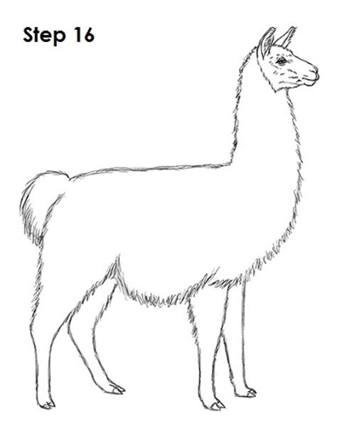 How To Draw A Llama Video And Step By Step Pictures