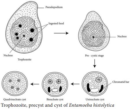 Life Cycle Of Entamoeba Histolytica