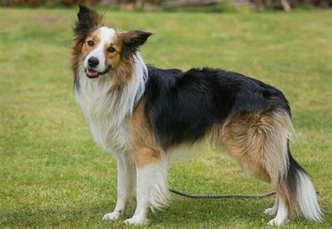 Saddle Border Collie