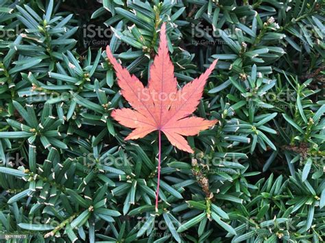 Japanese Maple Leaf Momiji Stock Photo Download Image Now Autumn