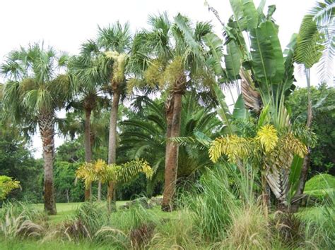 Floridas Lush Tropical Landscape