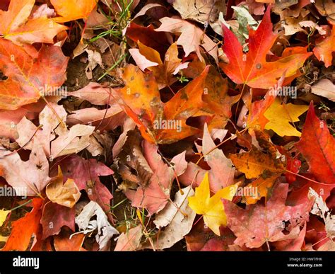 Colorful Fall Maple Leaves Hi Res Stock Photography And Images Alamy