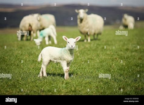 Lambing Season Sheep With Her Lambs Stock Photo Alamy