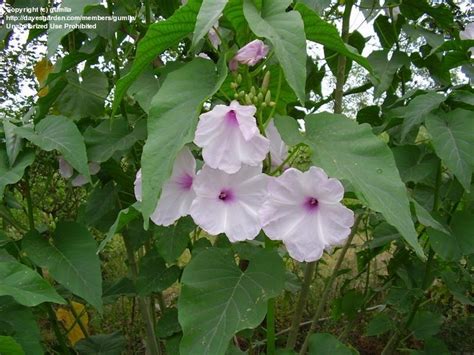 Bush morning glory plants are used to growing in fairly poor soils, so don't over fertilize them, otherwise you will get lots of lush green foliage and lanky growth and very few flowers. PlantFiles Pictures: Bush Morning Glory, Morning Glory ...