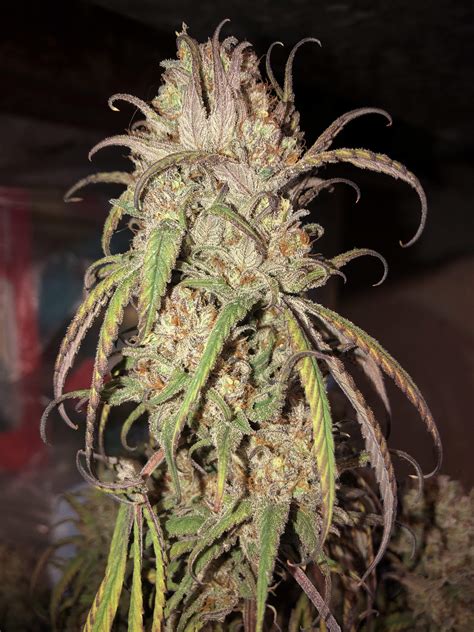 Seedsman Critical Purple Kush Grow Diary Journal Harvest18 By