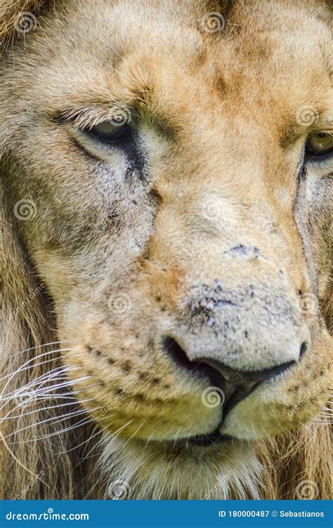 Majestic Lion Close Up Portrait Stock Image Image Of Looking