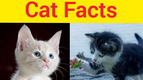 10 cat facts you need to know catfacts youtube