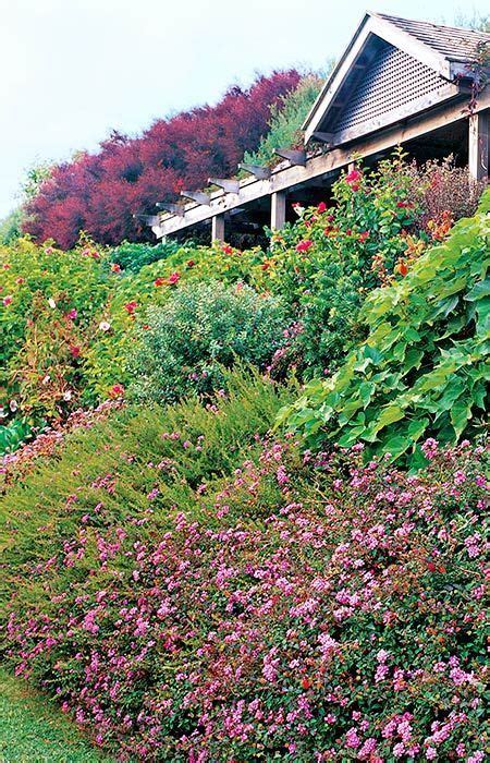 Landscaping A Slope Slopes Can Really Set Of Low Growing Shrubs And
