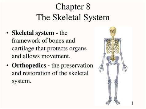 Ppt Chapter 8 The Skeletal System Powerpoint
