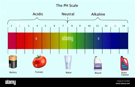 Diagramme de l échelle de pH avec des exemples d acides neutres et