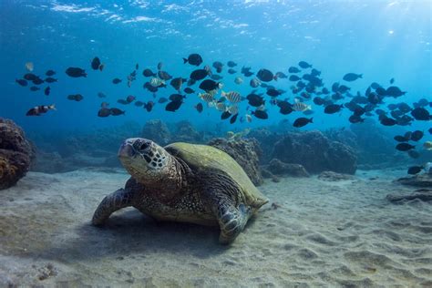 Current local time in hawaii, united states: Best time for Turtle Town in Maui, Hawaii 2020 - Best ...