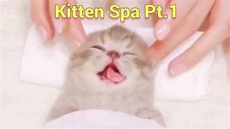 Aww ️ Cute Kitten Really Enjoys Spa Pt 1 ️ Cat Massage Asmr Youtube