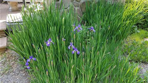 How To Plant Siberian Irises Youtube
