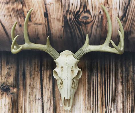 Ebros T Rustic Hunter Deer 10 Point Buck Skull Trophy Antlers Wall