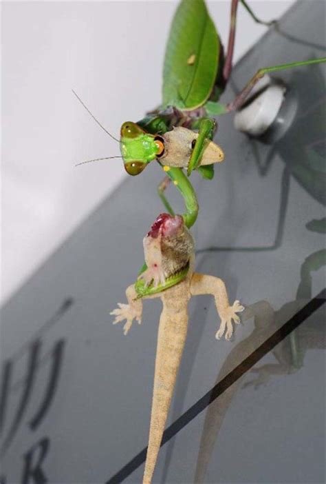 The Praying Mantis Is Merciless In The Hunt Sex And Death