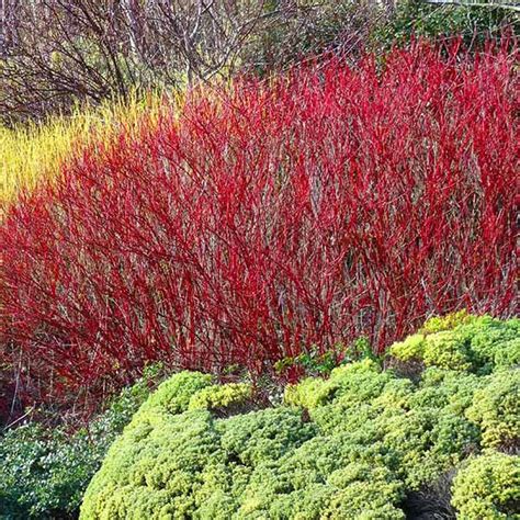 Red Twig Dogwood Shrubs For Sale