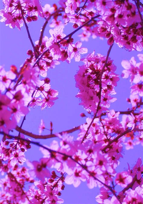 Filefree Colorful Spring Blossoms In Pink On Blue Sky Wikimedia