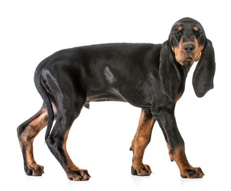 Black And Tan Coonhound Dog Breed Info And Characteristics