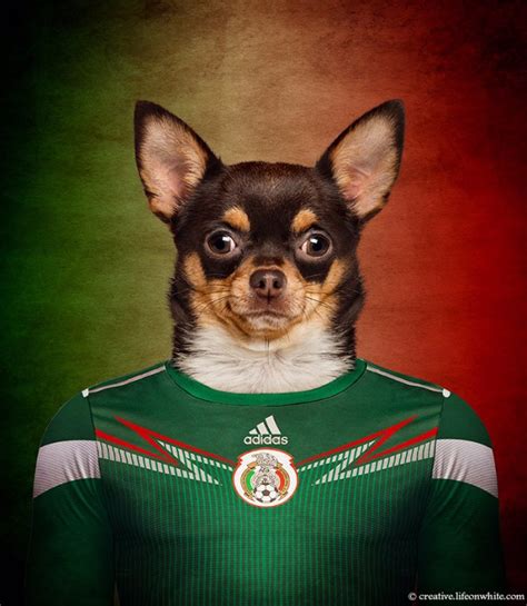 Los Perros Más Representativos De Cada País Se Equipan Para El Mundial