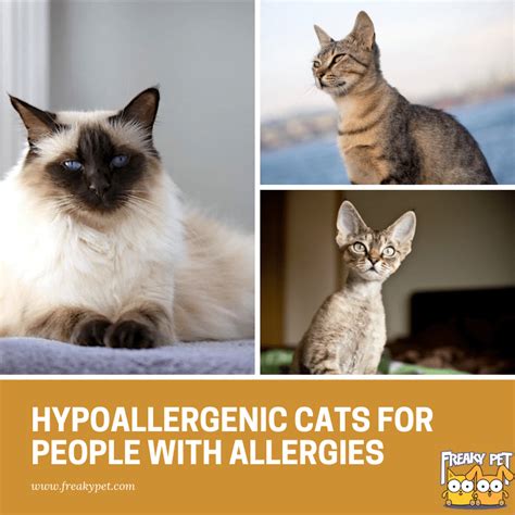 Hypoallergenic Cat Breeds A Quick Look Freakypet