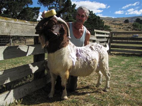 Day To Get Goats To Come Clean Otago Daily Times Online News