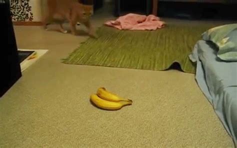 Cat Sees Bananas Goes Totally Ape Huffpost