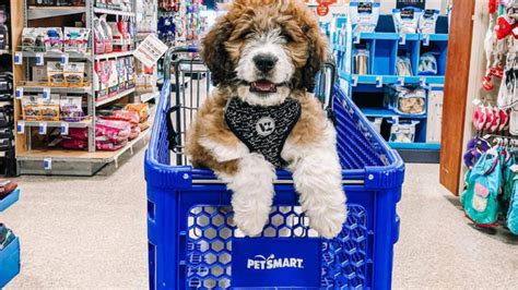How To Order Pet Supplies Online Reviewed