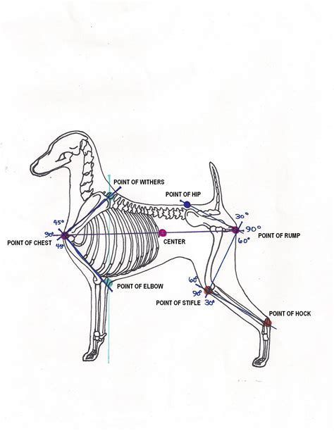 Hock Anatomy Dog